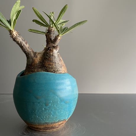 赤肌 Gracilius  ×  Shell pot S「Turquoise blue」 - 笠間焼 - C96