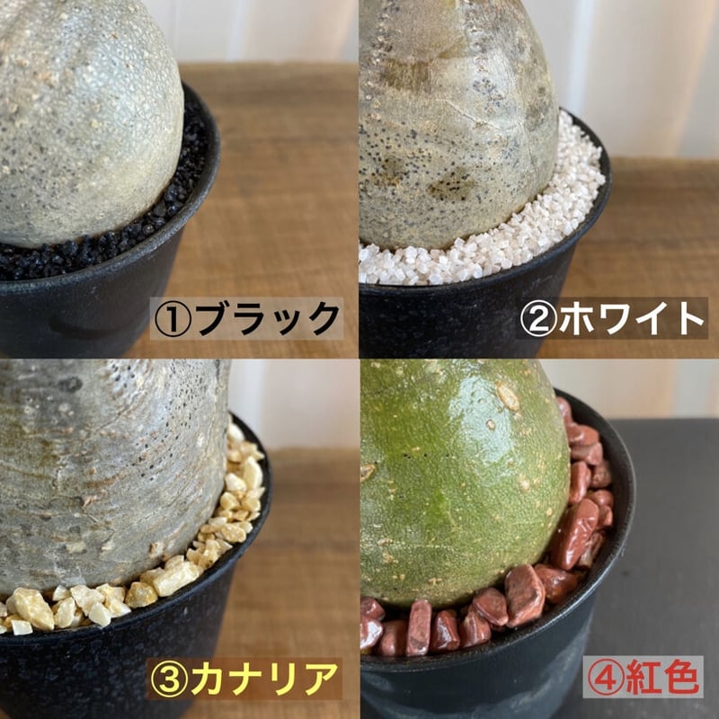 希少の短多枝【グラキリス 発根済 2020年8月輸入 現地株】BH-C45 希少の短多枝【グラキリス 発根済 2020年8月輸入 現地株】BH-C45