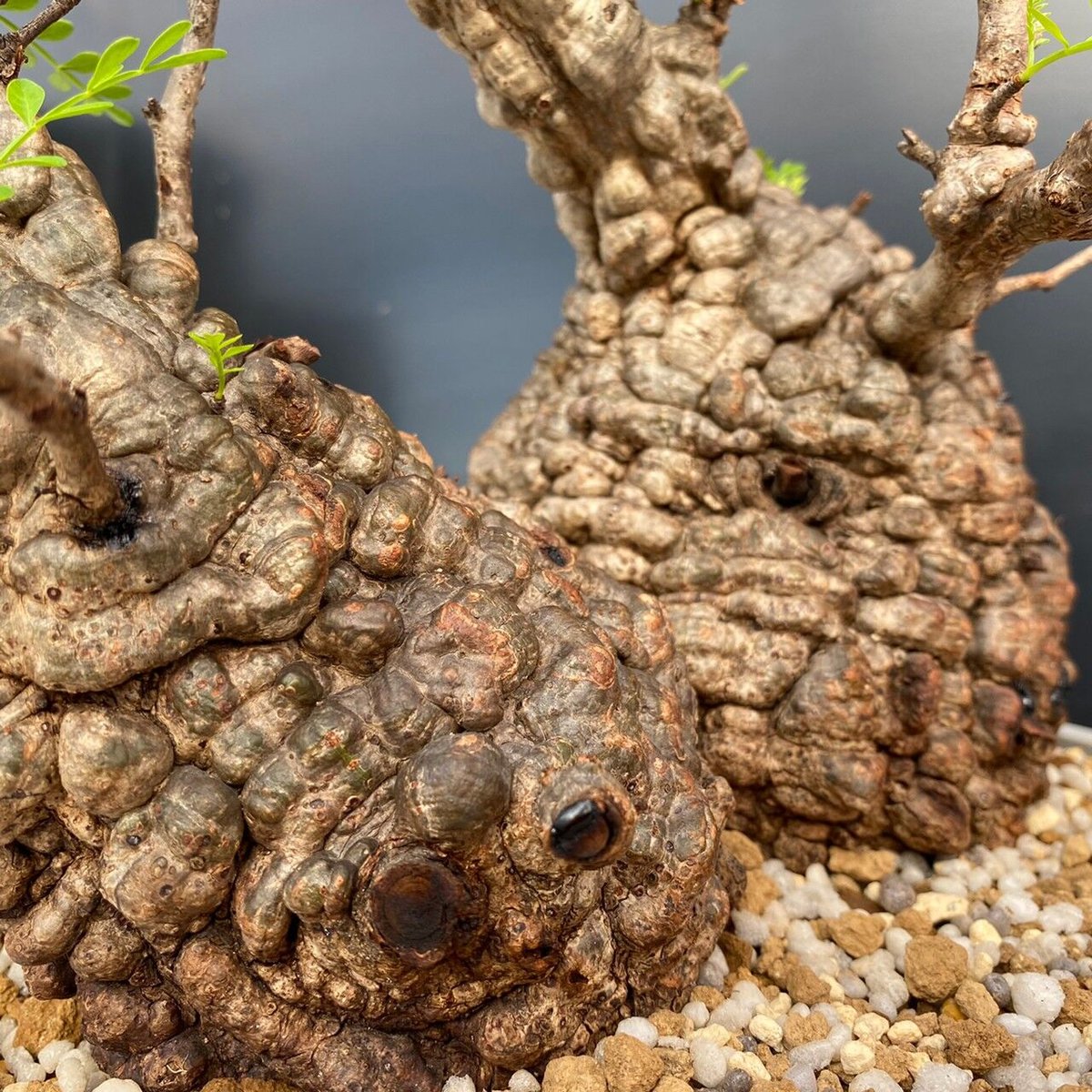 多頭 マルチヘッド オペルクリカリア パキプス MP02 発根済 現地株