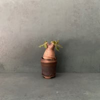 発根済 マカイエンセ BM-14 × S.N.Pot  - crown - 2号鉢 ［作家  "根本峻吾"］