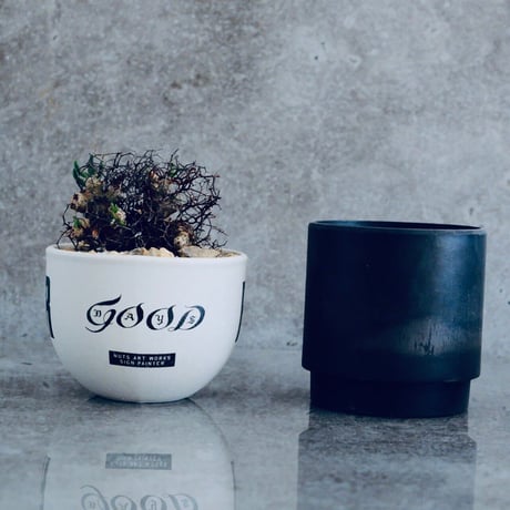 チレコドン  レティキュラーツス 万物想 No.01  ×   " EartH POWER " DESIGN POT / WHITE