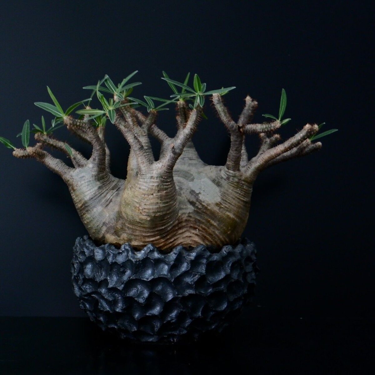 発根済 多頭 グラキリス - 象牙宮 - size XL ［No.16］ × 松野然