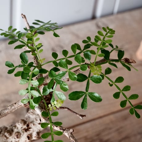 オペルクリカリア パキプス φ 11cm［No.05］  × 根本峻吾 作 S.N POT type.cylinder「 月光ノ爪牙」4.5号 植木鉢 笠間焼