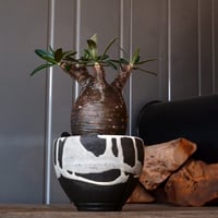 グラキリス φ7.5cm - 象牙宮 - ［No.01］  ×   沼野秀章 作「 black wrap 」3号 植木鉢 笠間焼