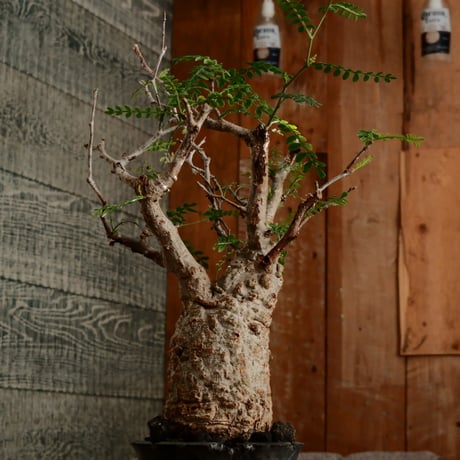 オペルクリカリア パキプス φ7cm［No.11］  ×   小野瀬一 作品  3.5号 植木鉢