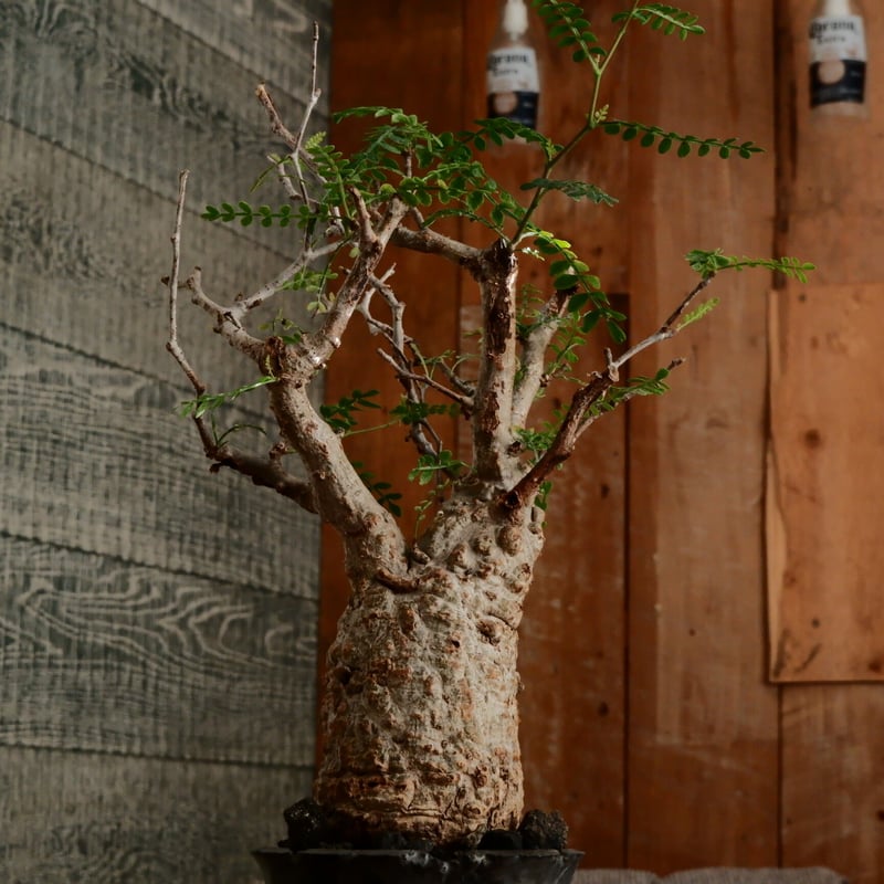 オペルクリカリア パキプス φ7cm［No.11］ × 小野瀬一 作品 3.5号 植木