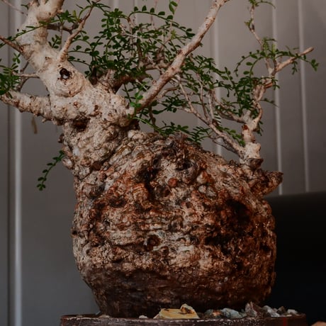 オペルクリカリア  パキプス φ 12.5cm［No.42］  × 沼野秀章 作 【 刻ム音 】4号 植木鉢 笠間焼