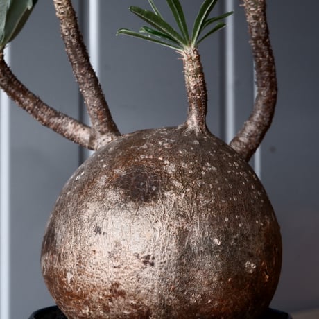 グラキリス φ10cm - 象牙宮-［No.50］× 坂本新 作 作品【 LUSTER BLACK 】3号 植木鉢 笠間焼