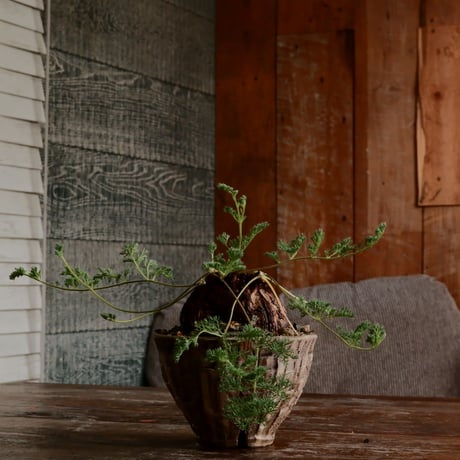 CATEGORY ペラルゴニウム - Pelargonium - | Botanical Holic