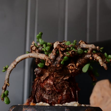 ケラリア ピグマエア［No.75］  × 磯部祐介 作品【 円 - 闇堕ち - 】2.5号 植木鉢 笠間焼