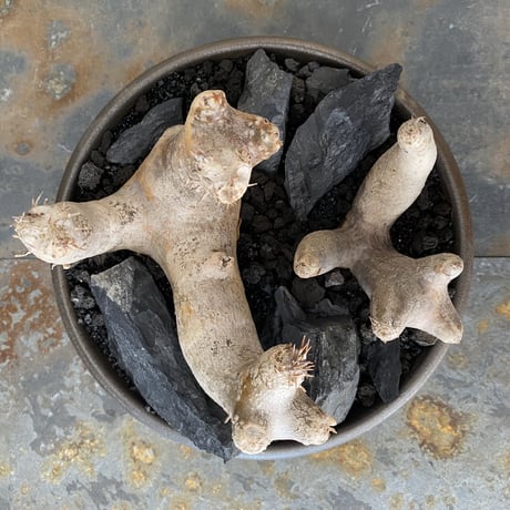 Madagascar Rock Garden - Black -［ No.1 ］