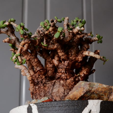 ケラリア ピグマエア［No.79］  × 沼野秀章 作品【  Black Wrap 】3号 植木鉢 笠間焼