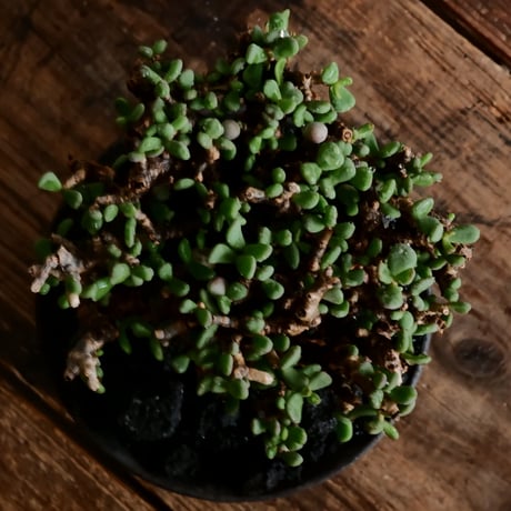 ケラリア ピグマエア 発根済［No.15］  ×   沼野秀章 作「 black wrap 」4号 植木鉢 笠間焼