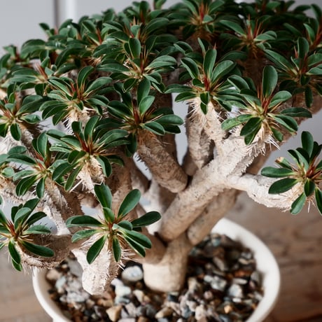 大株 ユーフォルビア ギラウミニアナ 輸入株［No.24］  × 坂本新 作【 LUSTER - white pearl - 】 4.5号 植木鉢 笠間焼