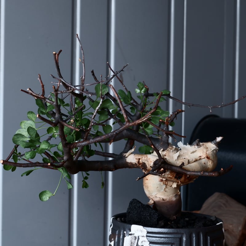 コミフォラ カタフ ピュア ソマリア産［No.13］ × 根本峻吾 作品【 S.N