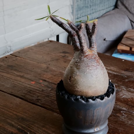 グラキリス - 象牙宮 - ［No.127］  ×   根本峻吾 作 S.N POT type.round「 黒焔 - kokuen - 」4号 植木鉢 笠間焼