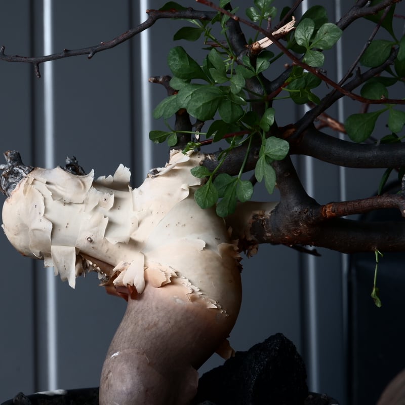 コミフォラ カタフ ピュア ソマリア産［No.13］ × 根本峻吾 作品【 S.N