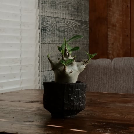 《超人》アデニウム アラビカム " スーパードワーフ " φ6cm［No.10］  ×   沼野秀章 作「 black wrap 」3号 植木鉢 笠間焼