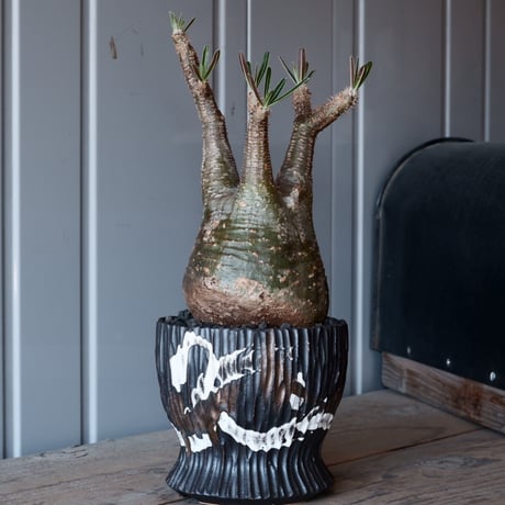 根本俊吾 | STORES