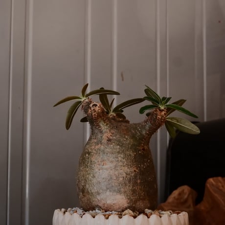 【 φ7.5cm 】グラキリス - 象牙宮 - ［No.247］  × 中野明彦 作 「 KIRIKO」4号 植木鉢 笠間焼