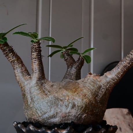 マカイエンセ  φ10cm  - 魔界玉- ［No.43］  ×  松野然 【 ZEN 】3.5号 植木鉢