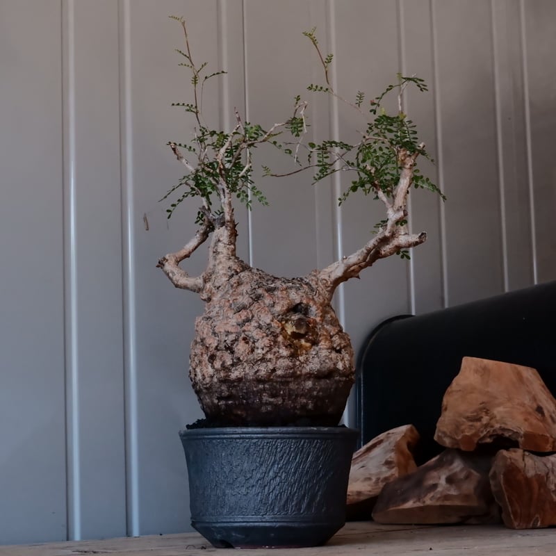 オペルクリカリア　パキプス　9年目の実生株 陶器鉢付き オペルクリカリア パキプス 9年目の実生株 陶器鉢付き オペルクリカリア