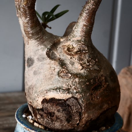 グラキリス φ8cm - 象牙宮 -［No.56］  × 磯部祐介 作「 彩 - sai - 」3号 植木鉢 笠間焼