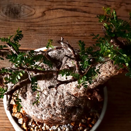 大株 オペルクリカリア パキプス φ 18cm ［No.34］  ×   根本峻吾 作 S.N POT  type.slim-low「 月光ノ鐵 」 7号 植木鉢