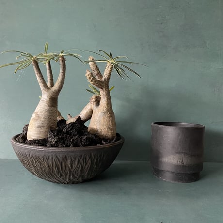 Madagascar Rock Garden - Black -［ No.5 ］