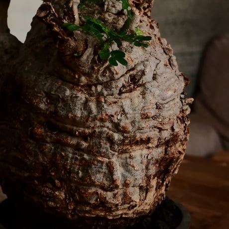 オペルクリカリア パキプス φ11cm［No.10］  ×   小野瀬一 作品  3号 植木鉢