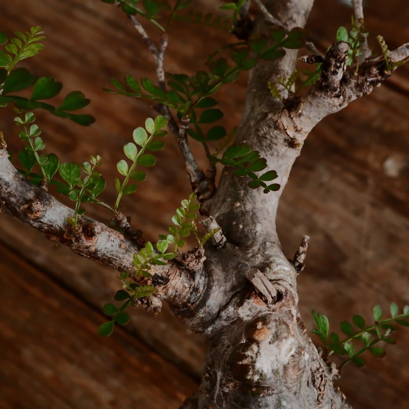 オペルクリカリア パキプス［ No.13］ × 森田昌求 作 「 CLAW / Abstr