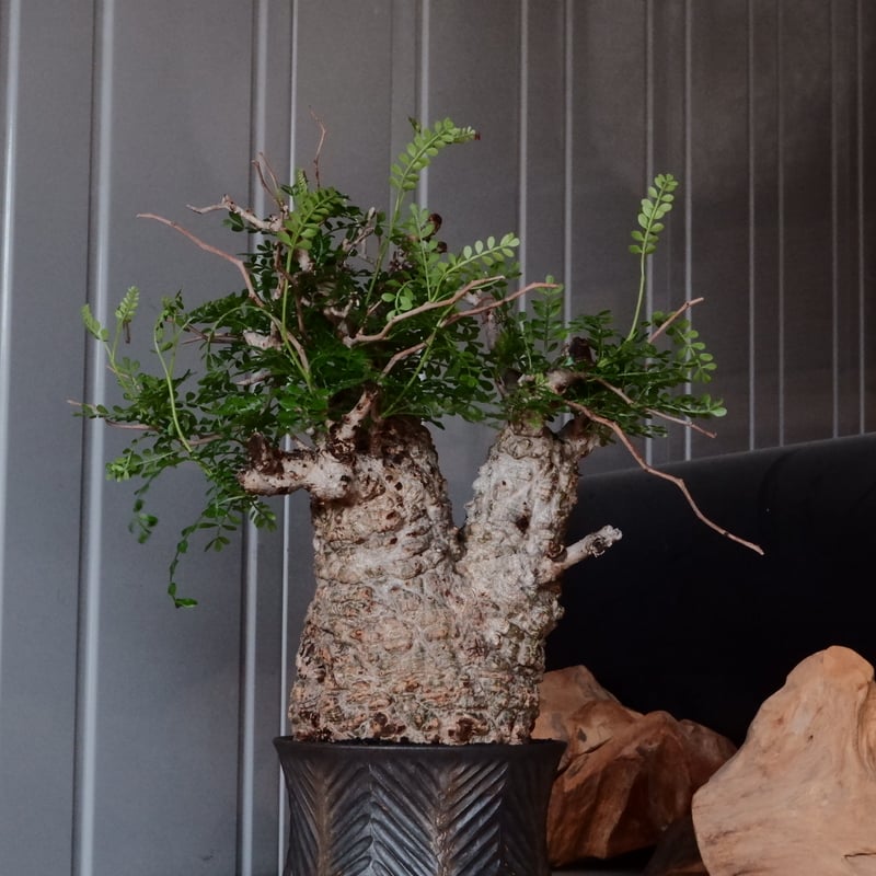 オペルクリカリア パキプス φ 12cm［No.26］ × 杉山悠 作 φ12cm 植木鉢