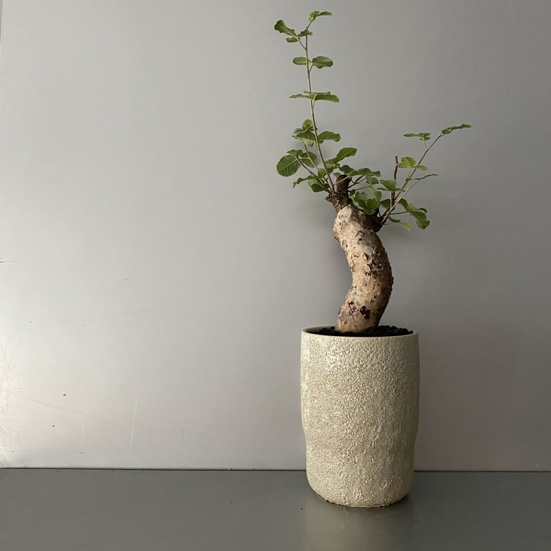 コミフォラ オルビクラリス 発根済 現地株 BCO-01 | Botanical Holic