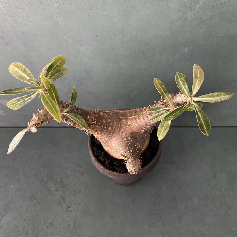 【マカイエンセ】塊根！良型マカイ SRL Neighborhood CATEGORY マカイエンセ | RAFLUM / ラフラム｜東京、大阪の塊根植物