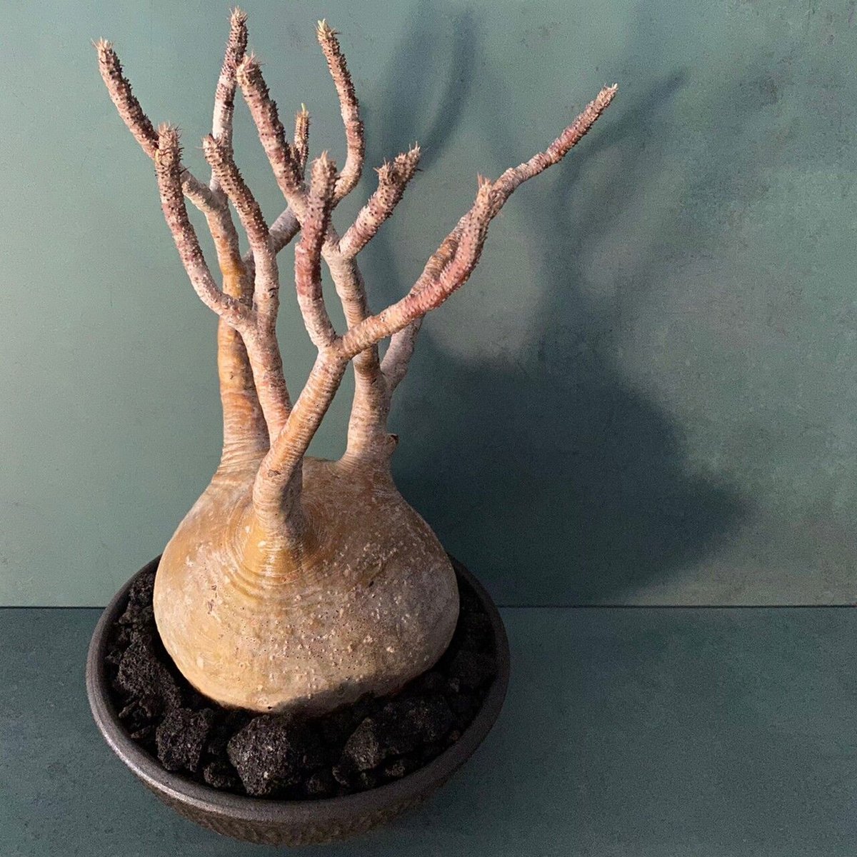 グラキリス 現地球 鉢付き 沖誠 作 笠間焼 グラキリス 現地球 鉢付き