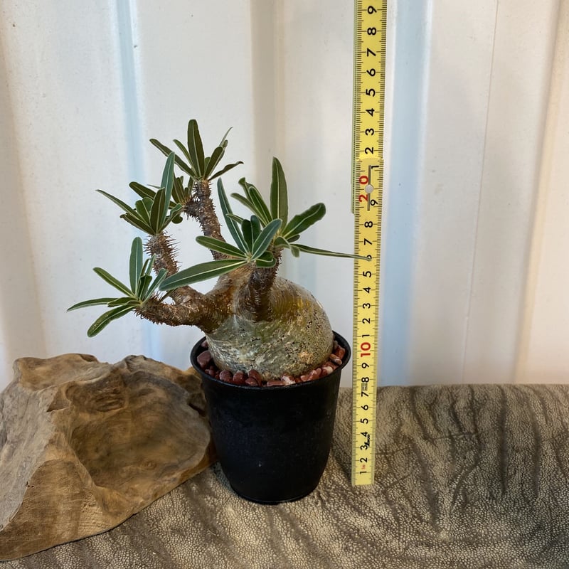 発根済み❗️グラキリス　Lサイズ 多頭 変態 グラキリス - 象牙宮 - size L［No.39］ × 沖誠 作品 『