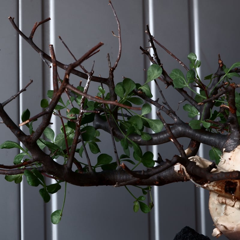 コミフォラ カタフ ピュア（ソマリア産） コミフォラ カタフ ピュア