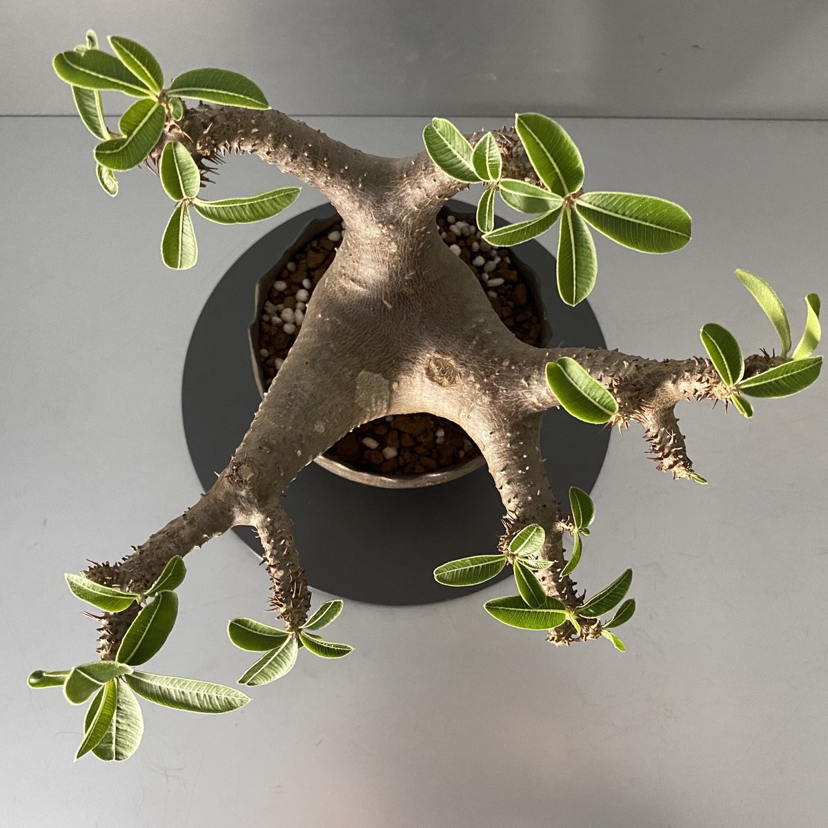 発根済 マカイエンセ 魔界玉 現地株 BG-121 × S.N.Pot - crown