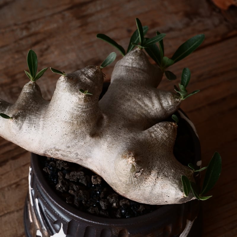 パキポディウム ブレビカリックス 輸入株 発根済［No.8］ × 根本峻吾