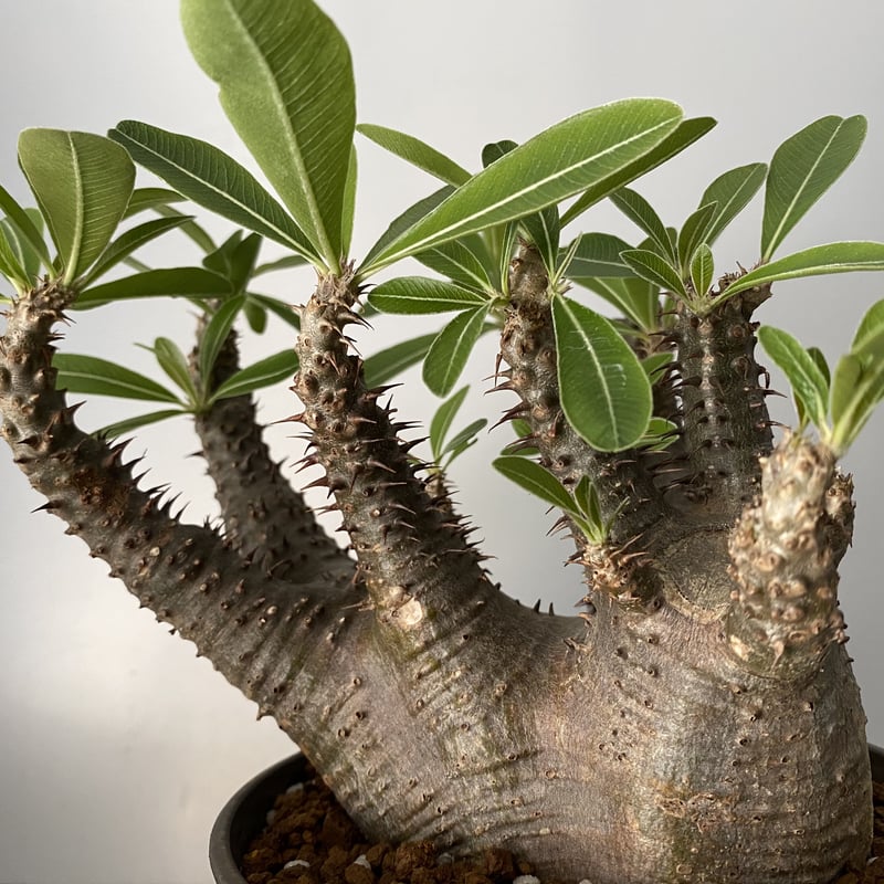 発根済 マカイエンセ 魔界玉 現地株 BG-141 × S.N.Pot - horizon -