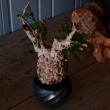 オペルクリカリア パキプス φ9.5cm［No.19］  × 沖誠 作「Spilal - 燻銀彩 - / round 」 3号 植木鉢 笠間焼