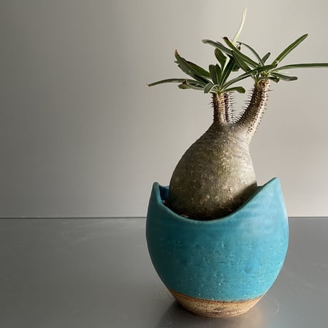 卵型  Gracilius  ×  Shell pot S「Turquoise blue」 - 笠間焼 - C92