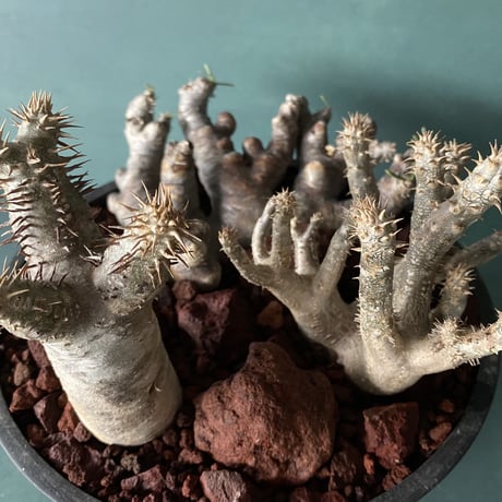 Big Madagascar Rock Garden - Red -［ No.8 ］