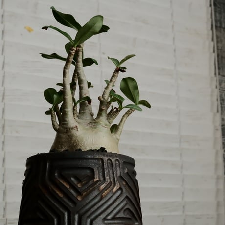 《低重心》アデニウム アラビカム " ドワーフ " φ9cm［No.8］  ×  根本峻吾 作 S.N POT type.normal「 鐡 - kurogane - 」 4号  笠間焼