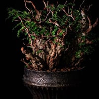 発根済 4頭 マルチヘッド オペルクリカリア パキプス P-14  × 小野瀬 一 作品「the first plants wear」 5号 植木鉢