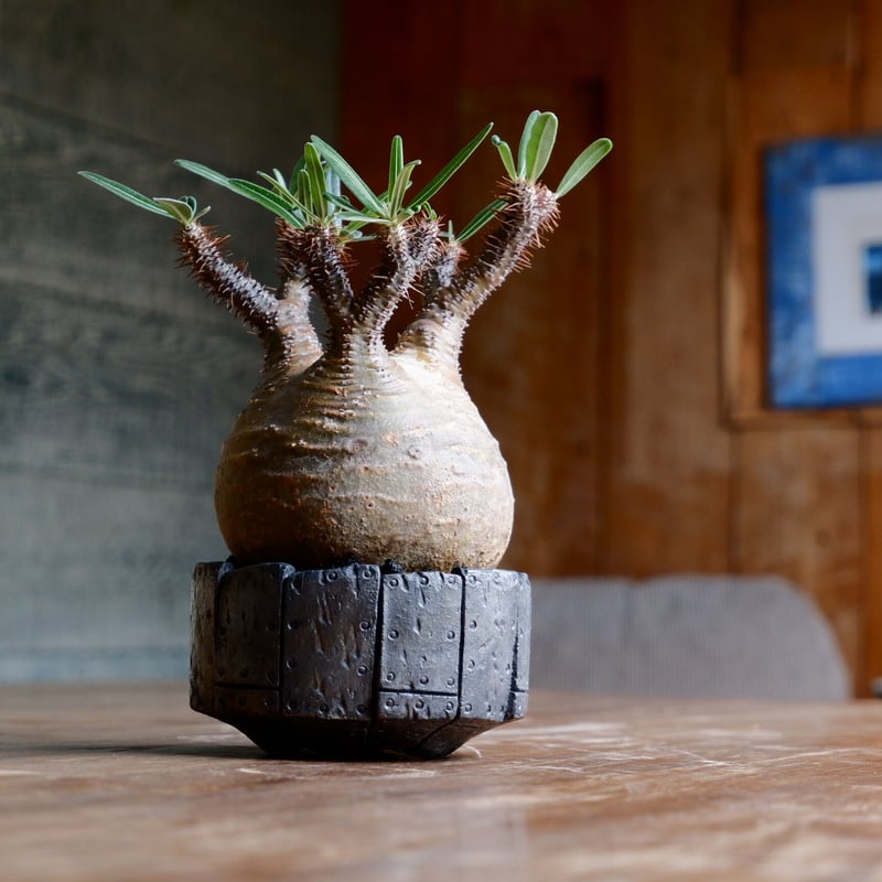 美形！まん丸短枝パキポディウムグラキリス（3枝、BOTANIZE Ｎ／OH鉢付） 美形！まん丸短枝パキポディウムグラキリス（BOTANIZE N／OH