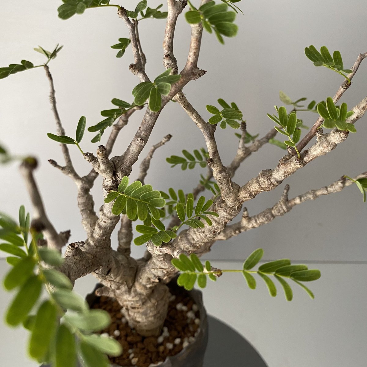 センナ メリディオナリス 発根済 現地株 SE-02 × S.N.Pot - crown