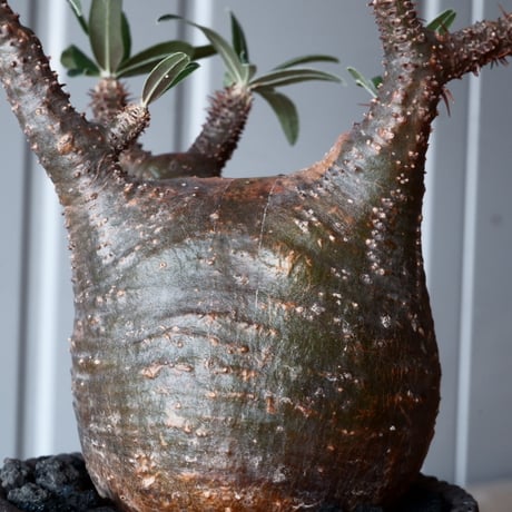 グラキリス φ8.5cm - 象牙宮 - ［No.37］  ×   沼野秀章 作「 black wrap 」3号 植木鉢 笠間焼