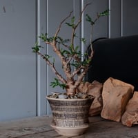 センナ メリディオナリス 現地株 発根済［No.31］  ×  森田昌求 作【 Abstract Scratch 】 4号 植木鉢 笠間焼