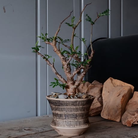 CATEGORY センナ メリディオナリス - Senna - | Botanical Holic CATEGORY センナ メリディオナリス - Senna - | Botanical Holic